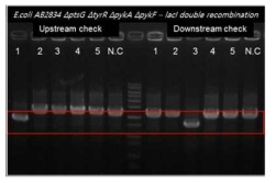 Colony PCR을 통해 single recombination 확인.