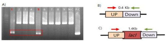 PCR을 통한 double recombination 확인과 double recombination 확인 primer의 위치 를 표시한 모식도.