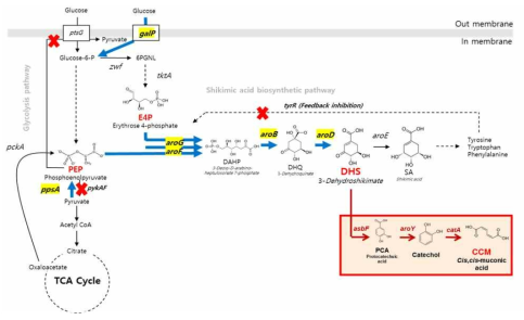 E. coli 에서 aromatic amino acid 생합성 경로와 뮤코닉산 생산을 위한 유전자 모식도.