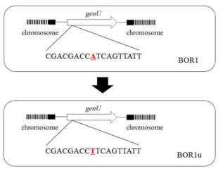 BOR1 균주의 genome engineering 이용한 개량균주 제작