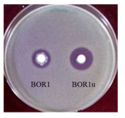 BOR1과 개량균주 BOR1u의 Microccocus Luteus에 대한 항균 활성비교