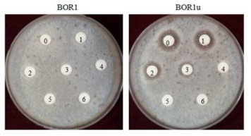 BOR1과 개량균주 BOR1u 배양상등액의 항진균 활성 비교 (배양상등액2-n 처리)