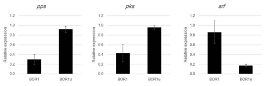 qRT-PCR을 이용한 BOR1과 개량균주 BOR1u의 pps, pks, srf 유전자의mRNA level 측정