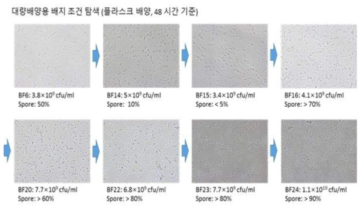 BOR1 균주의 배양조건 별 배양 후 현미경 사진