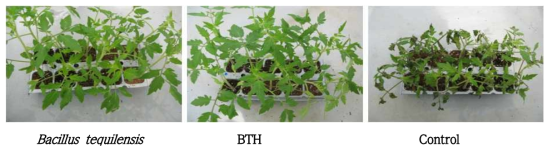 BOR1의 토마토 잿빛곰팡이병에 대한 방제 활성
