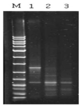 YC7007과 표준균주와의 BOX-PCR 전기영동 사진.(M: 1kb marker, 1: YC7007, 2: Bacillus methylotrophicus KACC13105T, 3: Bacillus siamensis PD-A10T)