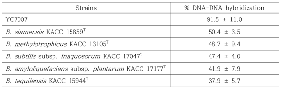 YC7007 근연종과의 DNA-DNA hybridization