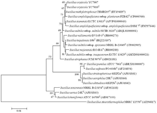 YC7007의 16s rRNA 염기서열 분석에 의한 계통수 (Plant Pathol. J. 31(2):152-164, 2015)
