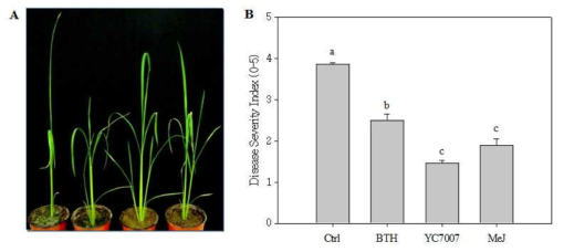 벼 키다리병 병원균(F. fujikuroi)과 대조 화학물질(BTH, MeJ) 및 YC7007배양액(2 x 107 cfu/ml) 처리시 처리구별 사진(A)과 병 발병도(B)