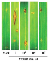 벼 알마름병 병원균 접종 후 5일째 YC7007 균농도에 따른 잎의 병징
