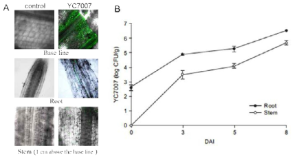 형광유전자(GFP)가 삽입된 균주 YC7007의 벼의 뿌리와 줄기 내 집락 형성 (A. 뿌리, 줄기 부분의 조직 내 GFP-YC7007 집락 형성을 현미경으로 관찰한 사진, B. YC7007 접종 후 0, 3, 5, 8일째 뿌리와 줄기에서의 YC7007의 균밀도)