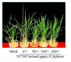 YC7007 추출물에 의한 벼 키다리병 병원균의 병 발생비교
