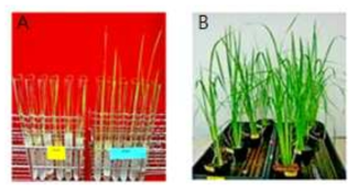 YC7007균 배양액의 벼 생장 촉진 효과