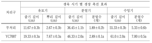 벼의 생육 시기에 따른 YC7007 균주의 생장 촉진 효과