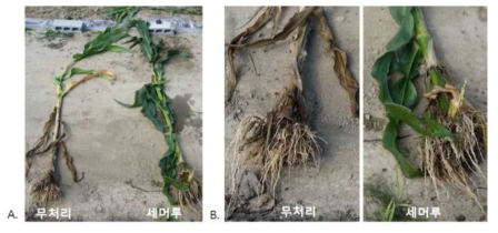 세머루의 옥수수 생장 촉진 효과(A. 옥수수, B. 옥수수 뿌리)