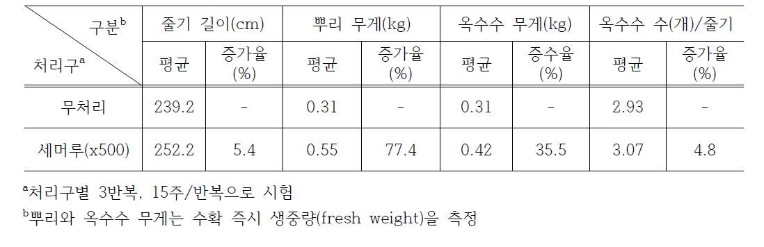 미생물제(YC7007)의 옥수수 생장 촉진 효과