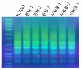 BOX-PCR