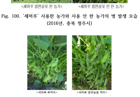 충남 보령시 콩 재배지 ‘세머루’ 처리 전 후 모습(2017년)
