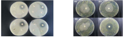 배추 무름병 및 고추 세균점무늬병에 대한 B. amyloliquefaciens 5B6와B. subtilis 8D4 균주의 직접적인 길항효과 검정. A)배추 무름병에 대한 길항효과 비교 결과 왼쪽 위부터 Mix, streptomycin, 5B6, 8D4. B)고추 세균점무늬병에 대 한 길항효과 비교 결과 왼쪽 위부터 5B6, 8D4, Mix, streptomycin.