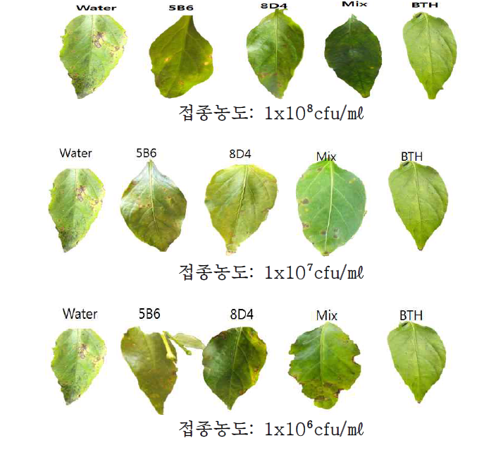 고추 세균점무늬병에 대한 B. amyloliquefaciens 5B6, B. subtilis 8D4의방제효과 비교 사진