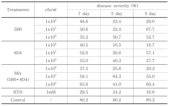 B. amyloliquefaciens 5B6와 B. subtilis 8D4의 농도 및 처리시기에 따른 발병도