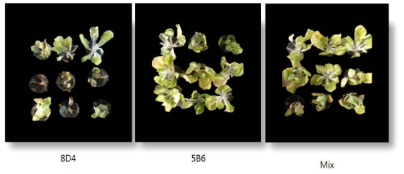 배추 무름병에 대한 B. amyloliquefaciens 5B6와 B. subtilis 8D4의 병 방제효과 비교 사진