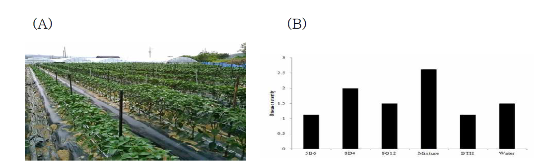 고추 세균점무늬병 시험 포장 전경(A) 및 선발균주에 의한 세균점무늬병 발병억제효과(B)