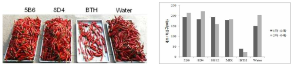 고추 수확량 조사