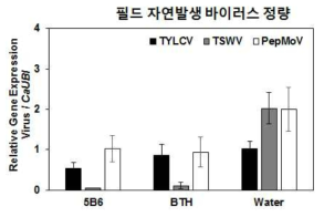 5B6에 의한 TYLCV, TSWV, PepMov 바이러스에 대한 억제 효과