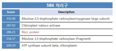 5B6 균주 처리 후 고추의 발현 단백질