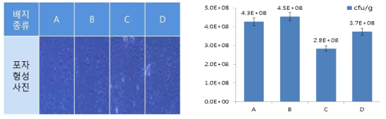 B. amyloliquefaciens 5B6 균주의 포자 형성도 비교 실험. A) 배지별 포자 형성 현미경 사진. B) 각 배지별 포자 생균수 측정 결과.