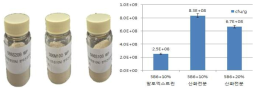 B. amyloliquefaciens 5B6의 건조 시료 및균체 생균수 측정
