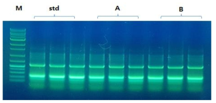 B. amyloliquefaciens 5B6 균주를 대상으로 한 Box-PCR결과. std) 보관균주 시료 밴드. A) 대량배양 원제 시료 밴드. B) 제제화한 시제품 시료 밴드.