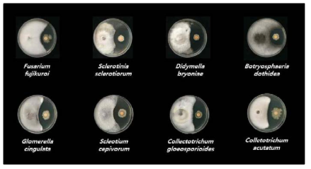진균류에 대한 효과 확인을 위한 B. amyloliquefaciens 5B6 수화제의 대치배양 결과