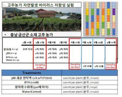 고추농가 자연발생 바이러스 저항성 실험 설계도