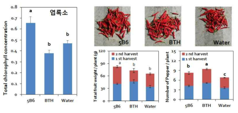 선발된 5B6 균주 처리 후 수확량 및 엽록소 변화 검정