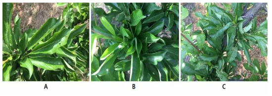 자두 세균구멍병의 각 처리구 발병 사진. A) B. amyloliquefaciens 5B6 50% 수화제 처리구. B) 옥시테트라싸이클린 수화제 처리구. C) 무처리구.