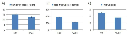 고추 생육촉진 효과 확인 결과. A) 주당 수확한 과실 수량. B) 주당 수확 한 과실 총 무게. C) 과실 평균 무게