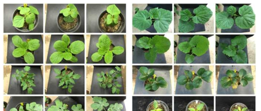 B. amyloliquefaciens 5B6 수화제의 유묘기 약해시험 결과. 왼쪽부터 기준량, 배량, 무처리구.