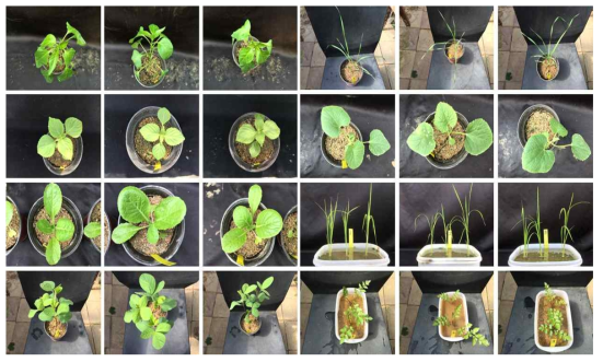 B. amyloliquefaciens 5B6 50% 수화제의 유묘기 약해 및 병원성 시험결과. 왼쪽부터 기준량, 배량, 무처리구