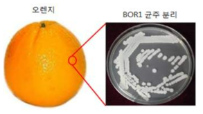 오렌지 표면으로부터 Bacillus 균주 분리
