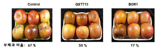 선발된 BOR1의 사과 저장병 방제 활성 검정