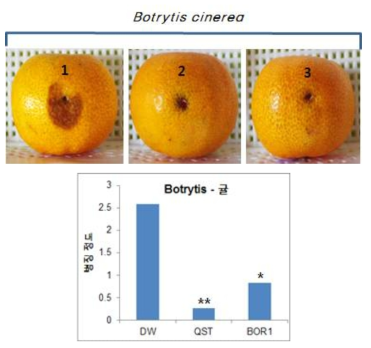귤에서 잿빛곰팜이병에 대한 BOR1의 병 방제 효과. 1, negative control;2, QST 713; 3, BOR1.