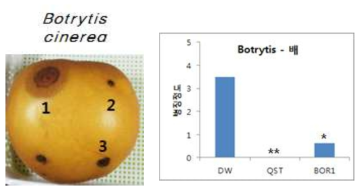 배에서 잿빛곰팜이병 대한 BOR1의 병 방제 효과. 1, negative control;2, QST 713; 3, BOR1.