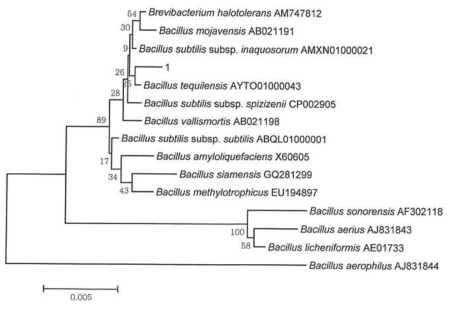 16S rDNA 염기서열에 따른 BOR1의 계통수 (phylogenetic tree). 1:BOR1.