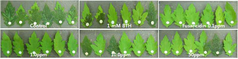 Fusaricidin 처리 방법에 따른 토마토유묘의 무름병균에 대 한 저항성 발현