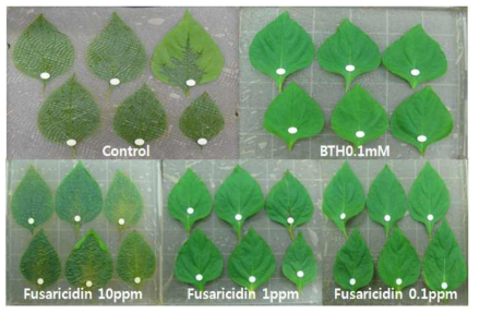 유도저항성을 일으키는 fusaricidin 처리에 의한 고추 세균 성 무름병(Pectobacterium carotovorum) 억제 효과