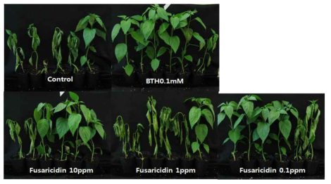 유도저항성을 일으키는 fusaricidin 처리에 의한 고추 역병 (Phytophthora capsici) 억제 효과.