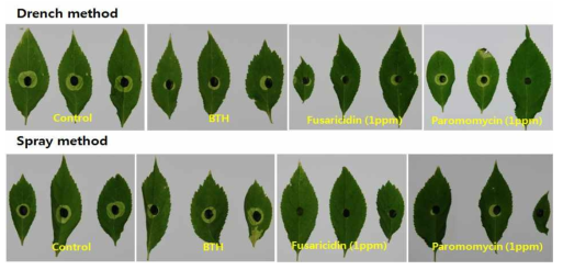 Fusaricidin 및 paromomycin 처리방법에 따른 인삼 잎 탄저병(Colletotrichum gloeosporioides)억제효과 검정