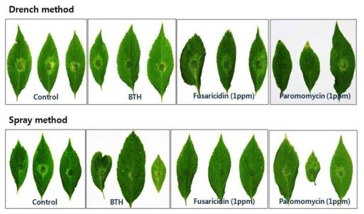 Fusaricidin 및 paromomycin 처리방법에 따른 인삼 잎 역병(P. cactorum) 억제효과 검정